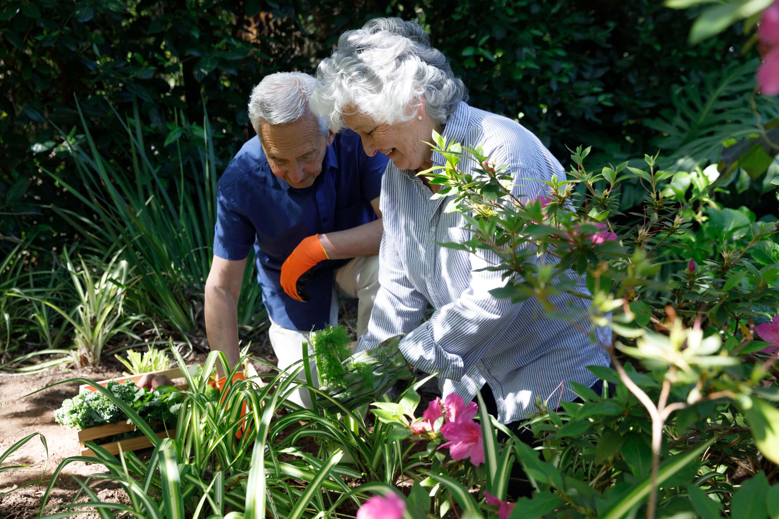 How Gardening Programs Improve Senior Wellbeing